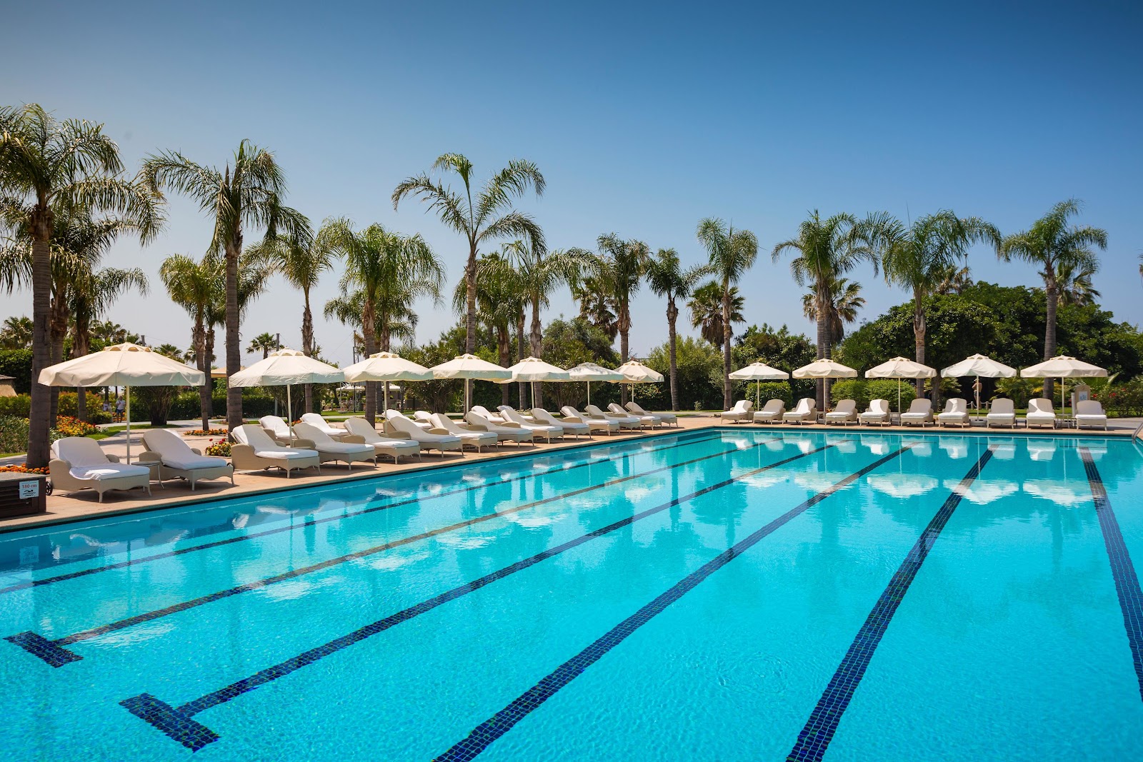 Lap pool with lane markers at Calista Luxury Resort, lined with lounge chairs, white umbrellas, and tall palm trees under clear blue sky.
