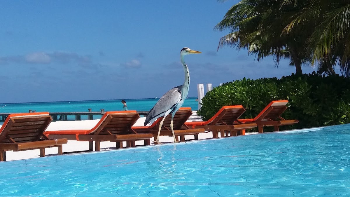 A blue heron stands on the pool deck beside wooden loungers with orange cushions, overlooking turquoise ocean and palm trees.