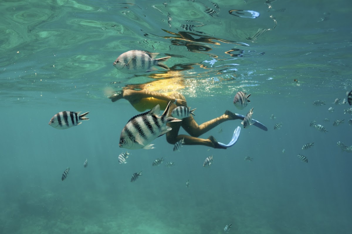 Snorkeler in turquoise water surrounded by striped fish and larger fish species.