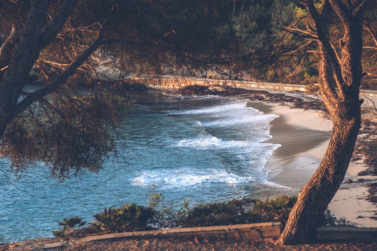 Sandy beach with turquoise waves and white foam framed by gnarled tree trunks at Iberostar Waves Pinos Park.