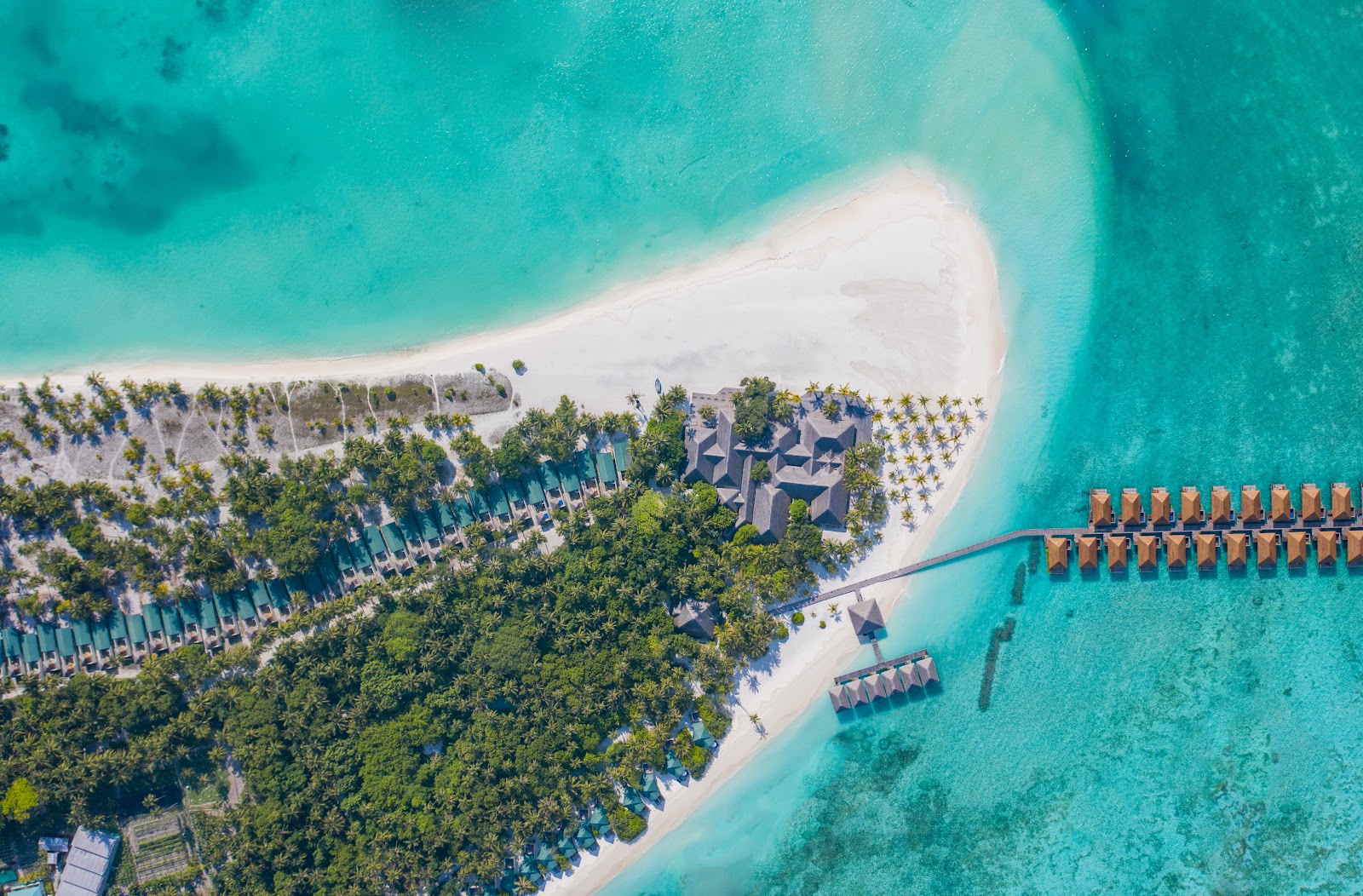 Resort pool with wood deck, lounge chairs, palm trees, and ocean view beyond at Meeru Maldives Resort.