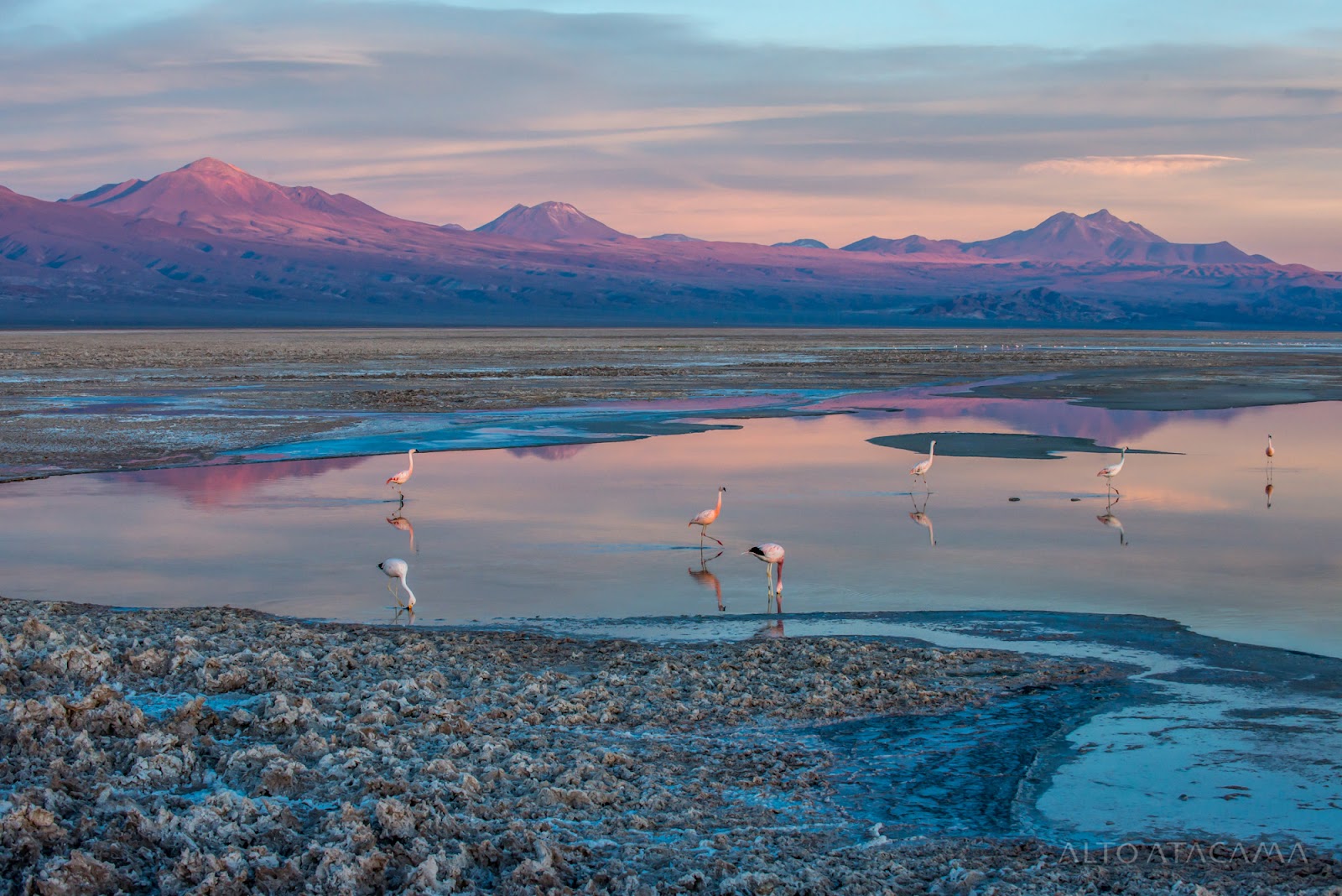 Flamingos wade in shallow lagoon waters at sunset with snow-capped volcanic peaks rising beyond the horizon.
