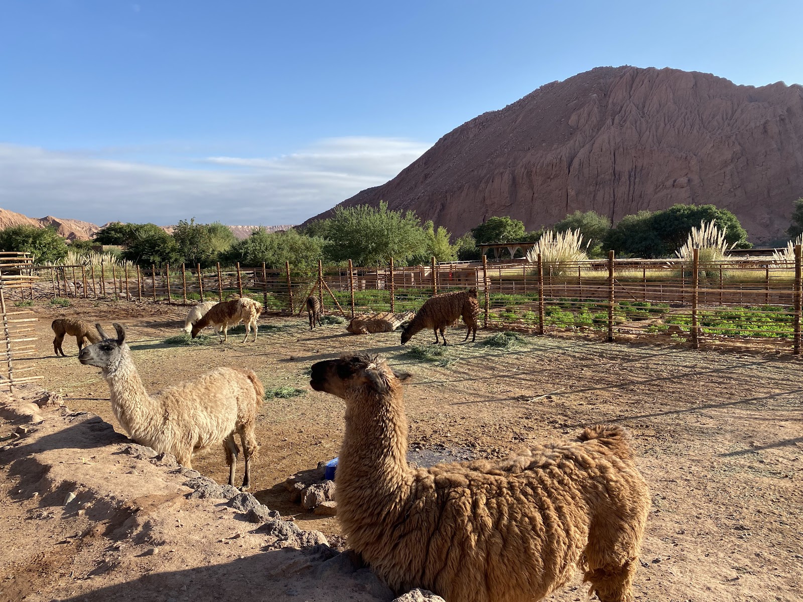 Llamas and guanacos graze in a fenced enclosure at Nayara Alto Atacama, with a dramatic brown mountain rising behind green vegetation.