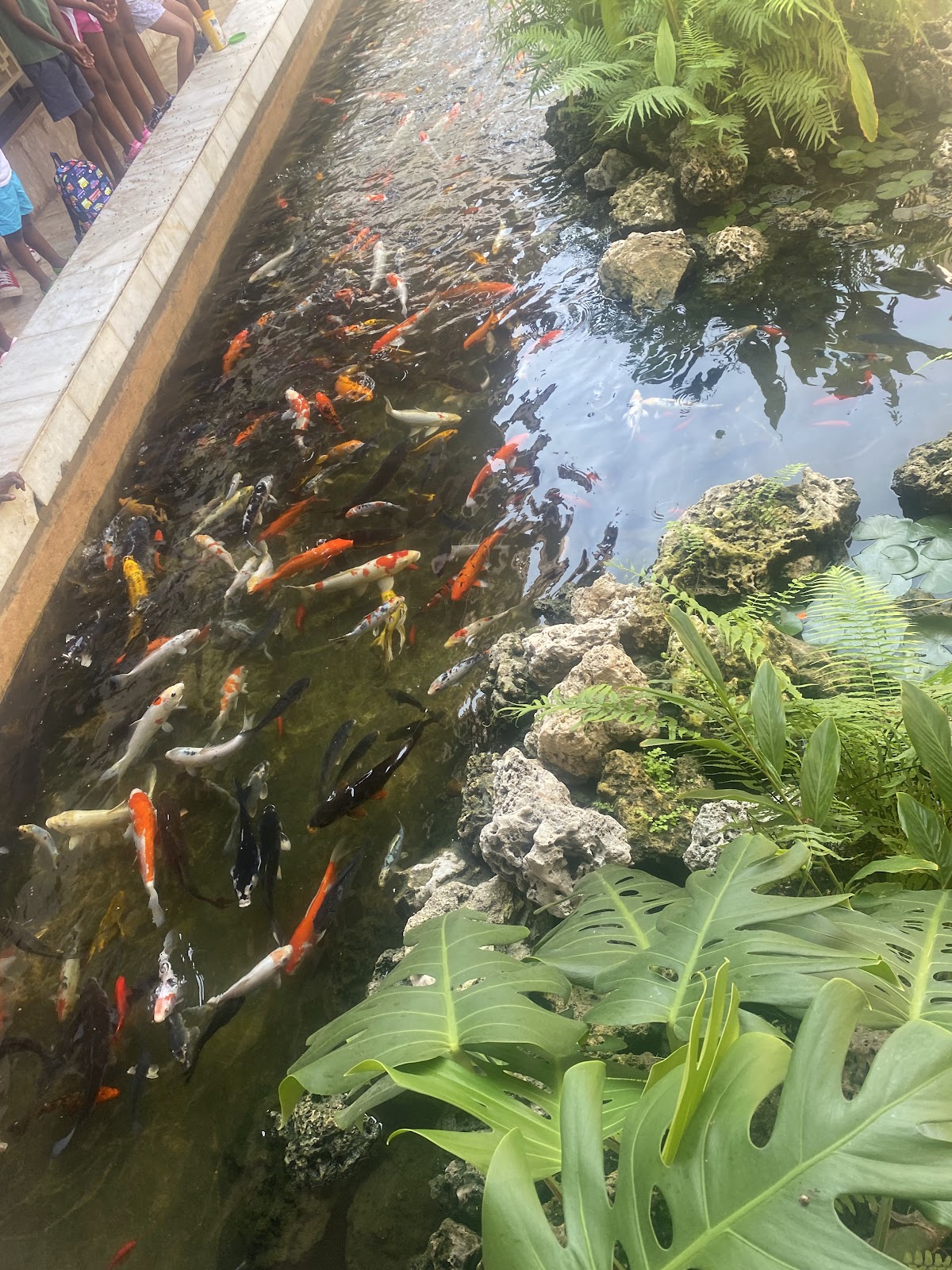 Colorful koi fish swim in a shallow lagoon bordered by rocky outcrops and tropical plants, with guests visible along the concrete edge.