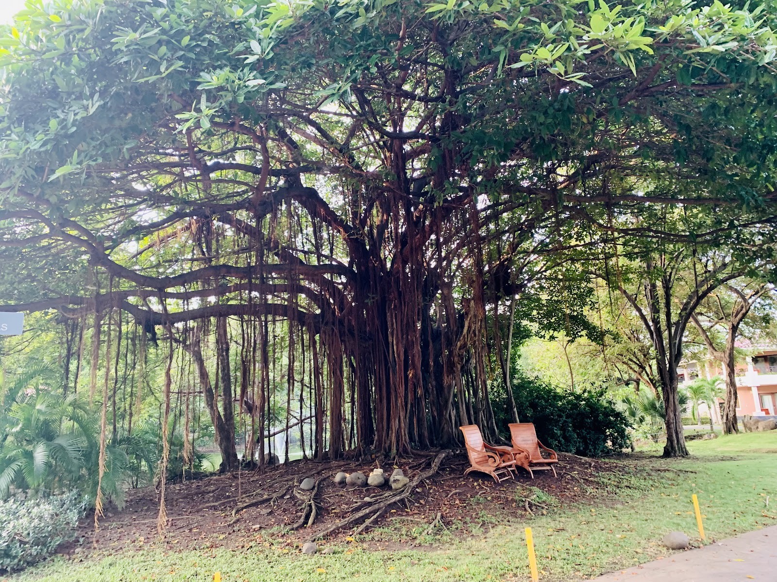 Two lounge chairs sit beneath a massive banyan tree with hanging aerial roots at dusk, with a small fire pit glowing nearby.