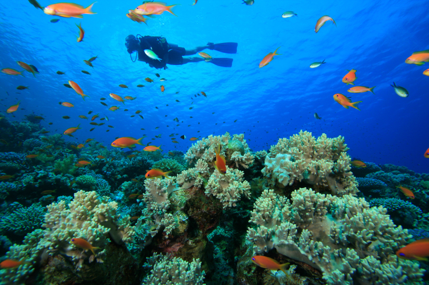 Scuba diver surrounded by orange fish and coral formations in clear blue water at Yasawa Island Resort & Spa.
